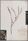 Foto von Salix athabascensis Raup
